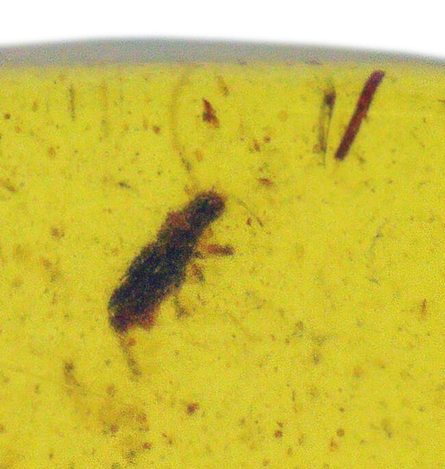 甲虫に似た昆虫や植物片あり!約1億年前の恐竜時代の琥珀、バーマイト(Burmite)(その3)