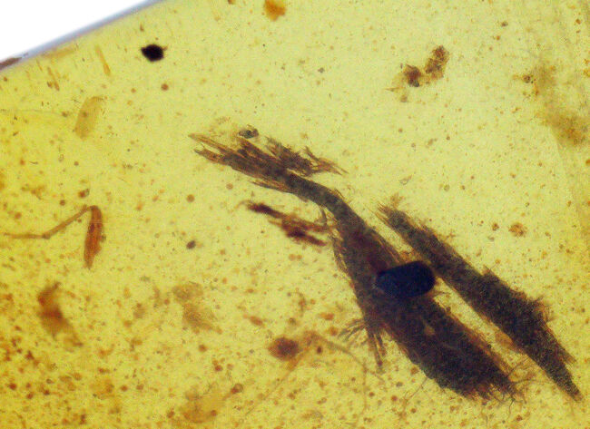 甲虫に似た昆虫や植物片あり!約1億年前の恐竜時代の琥珀、バーマイト(Burmite)(その4)