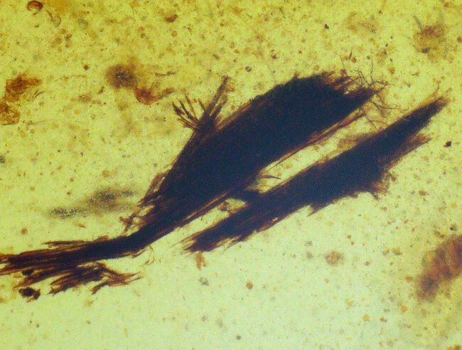 甲虫に似た昆虫や植物片あり!約1億年前の恐竜時代の琥珀、バーマイト(Burmite)(その5)