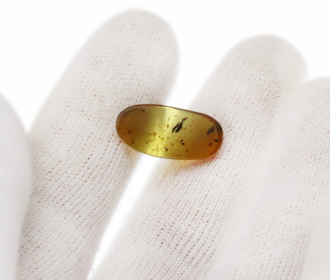 甲虫に似た昆虫や植物片あり!約1億年前の恐竜時代の琥珀、バーマイト(Burmite)(その7)