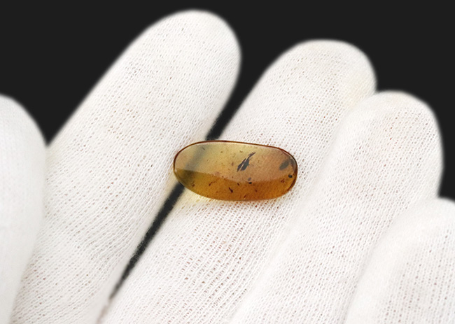 甲虫に似た昆虫や植物片あり!約1億年前の恐竜時代の琥珀、バーマイト(Burmite)(その8)