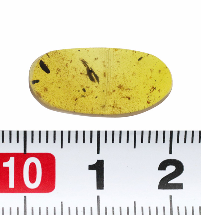 甲虫に似た昆虫や植物片あり!約1億年前の恐竜時代の琥珀、バーマイト(Burmite)(その9)