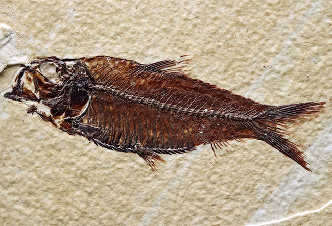 見栄え良し！米国産グリーンリバー層産の絶滅古代魚、ディプロミスタス（Diplomystus）の良質化石（その1）