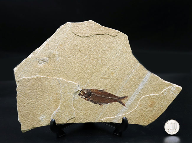 グリーンリバー層　ディプロミスタス　化石 見栄え良し！米国産グリーンリバー層産の絶滅古代魚、ディプロミスタス