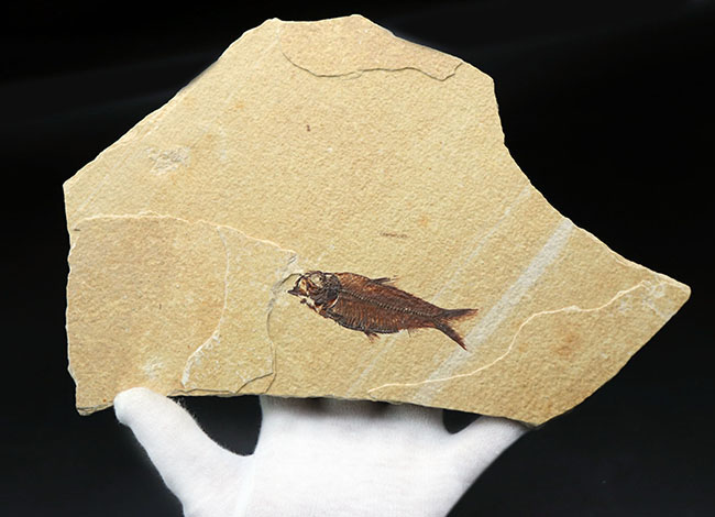 見栄え良し！米国産グリーンリバー層産の絶滅古代魚、ディプロミスタス（Diplomystus）の良質化石（その2）