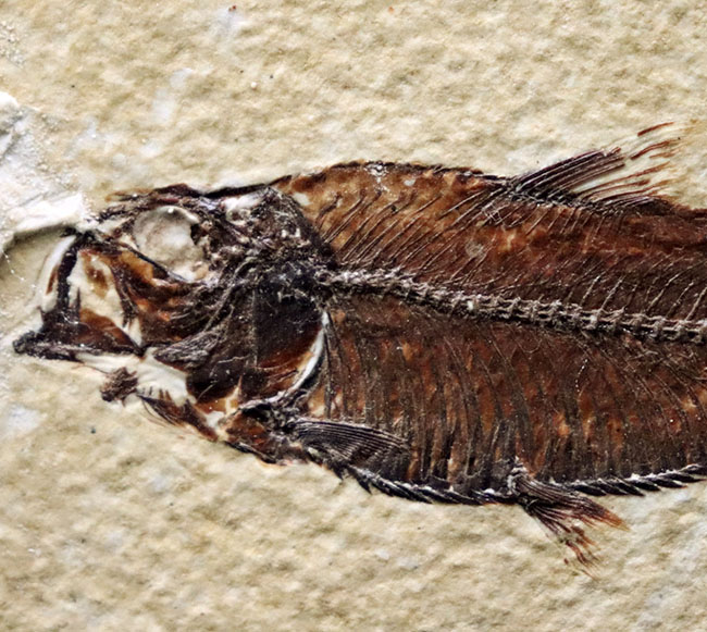見栄え良し！米国産グリーンリバー層産の絶滅古代魚、ディプロミスタス（Diplomystus）の良質化石（その3）