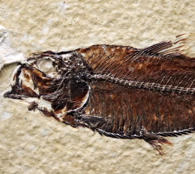 見栄え良し!米国産グリーンリバー層産の絶滅古代魚、ディプロミスタス(Diplomystus)の良質化石(その3)