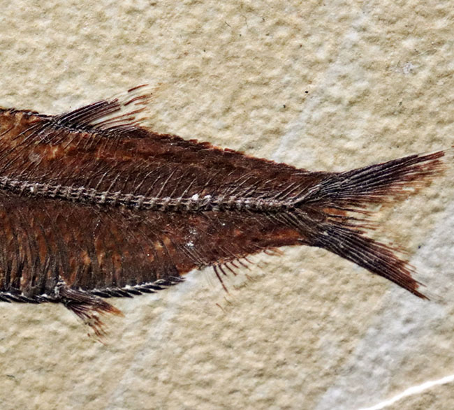 見栄え良し!米国産グリーンリバー層産の絶滅古代魚、ディプロミスタス(Diplomystus)の良質化石(その4)