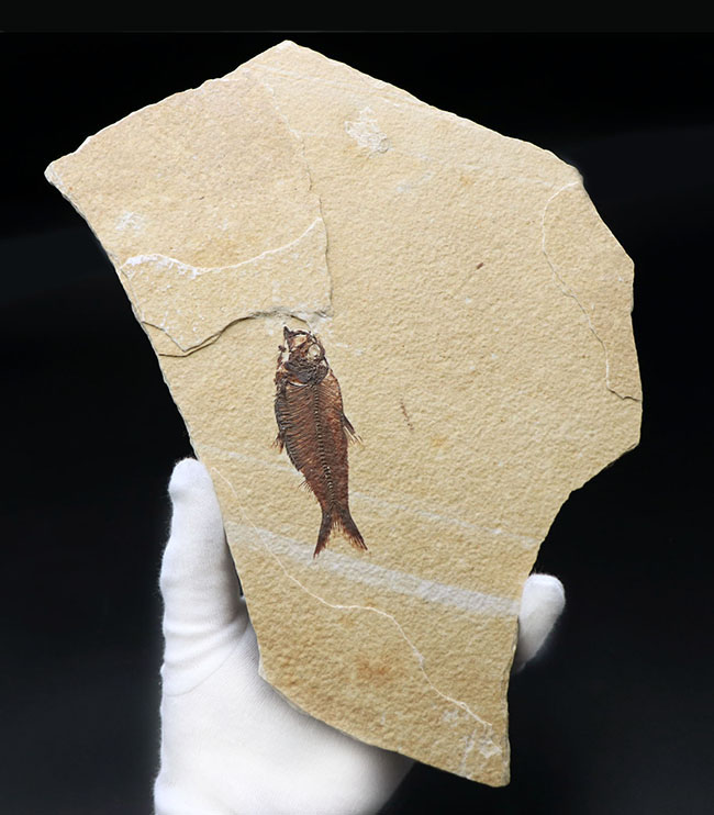 見栄え良し！米国産グリーンリバー層産の絶滅古代魚、ディプロミスタス（Diplomystus）の良質化石（その5）