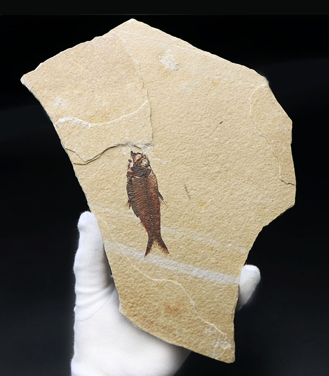 見栄え良し!米国産グリーンリバー層産の絶滅古代魚、ディプロミスタス(Diplomystus)の良質化石(その5)