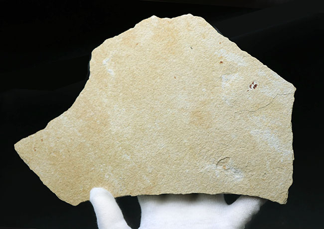 見栄え良し！米国産グリーンリバー層産の絶滅古代魚、ディプロミスタス
