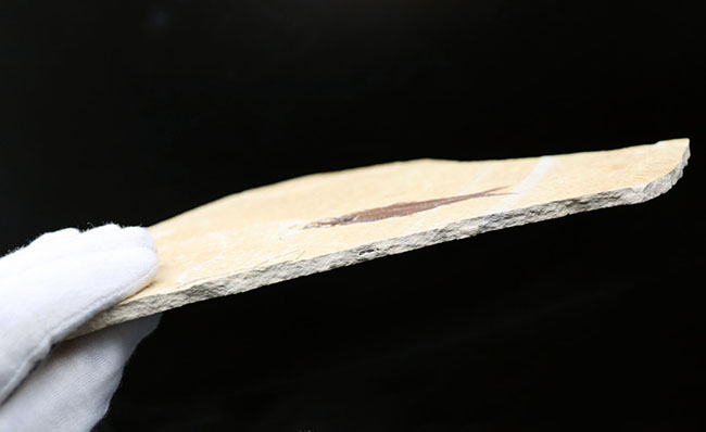 見栄え良し!米国産グリーンリバー層産の絶滅古代魚、ディプロミスタス(Diplomystus)の良質化石(その7)