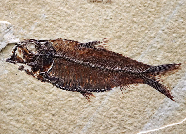 見栄え良し！米国産グリーンリバー層産の絶滅古代魚、ディプロミスタス（Diplomystus）の良質化石（その8）