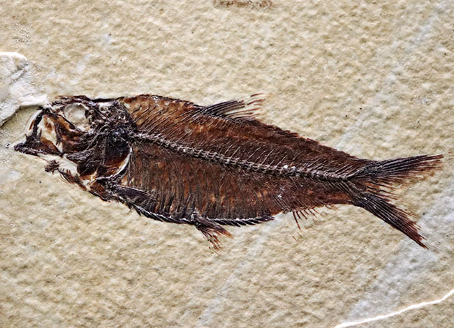 見栄え良し!米国産グリーンリバー層産の絶滅古代魚、ディプロミスタス(Diplomystus)の良質化石(その8)