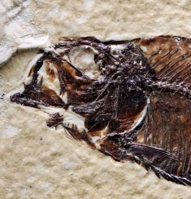 見栄え良し!米国産グリーンリバー層産の絶滅古代魚、ディプロミスタス(Diplomystus)の良質化石(その9)