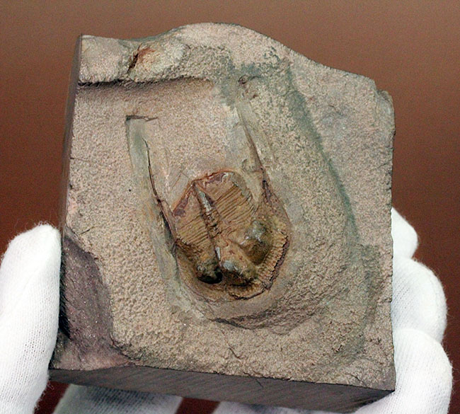 収斂進化の好例。マニア必見、オルドビス紀三葉虫、Broggerolithus sp.(その12)