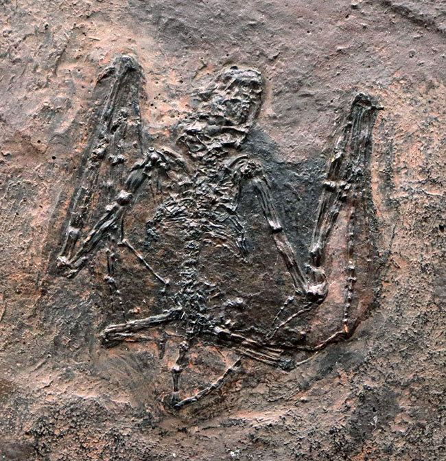 希少性S級！今や入手不可のオールドコレクション品。博物館級。約５０００万年前のドイツ・メッセルピット産コウモリ、パレオチロプテリクス（Palaeochiropteryx）の化石（その1）