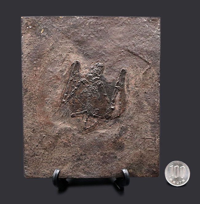 希少性S級！今や入手不可のオールドコレクション品。博物館級。約５０００万年前のドイツ・メッセルピット産コウモリ、パレオチロプテリクス（Palaeochiropteryx）の化石（その12）