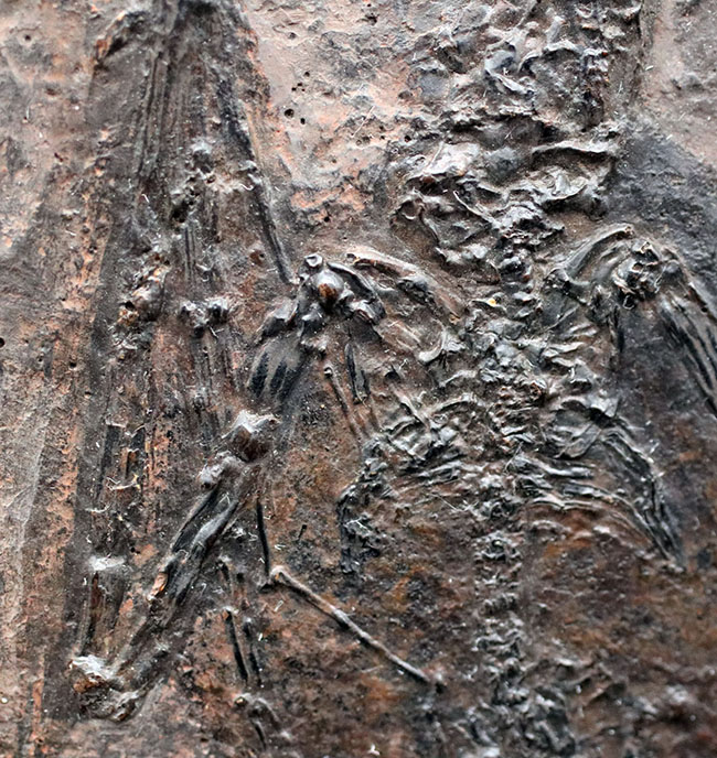 希少性S級！今や入手不可のオールドコレクション品。博物館級。約５０００万年前のドイツ・メッセルピット産コウモリ、パレオチロプテリクス（Palaeochiropteryx）の化石（その3）