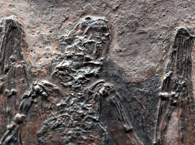 希少性S級！今や入手不可のオールドコレクション品。博物館級。約５０００万年前のドイツ・メッセルピット産コウモリ、パレオチロプテリクス（Palaeochiropteryx）の化石（その4）