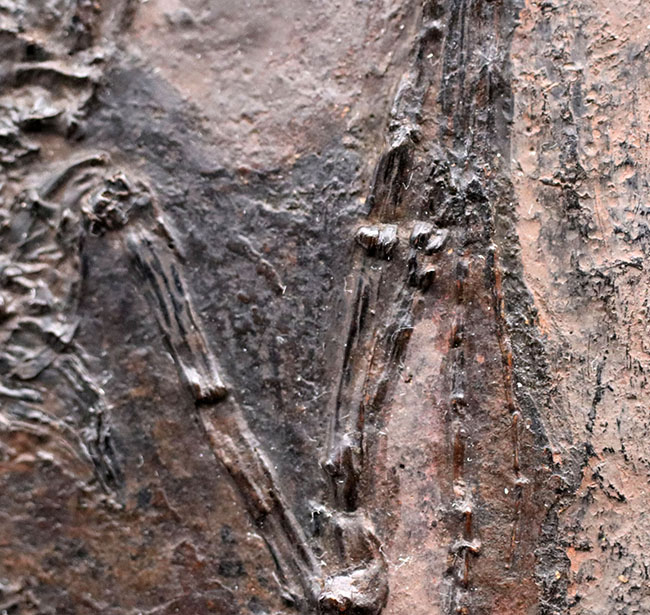 希少性S級！今や入手不可のオールドコレクション品。博物館級。約５０００万年前のドイツ・メッセルピット産コウモリ、パレオチロプテリクス（Palaeochiropteryx）の化石（その5）