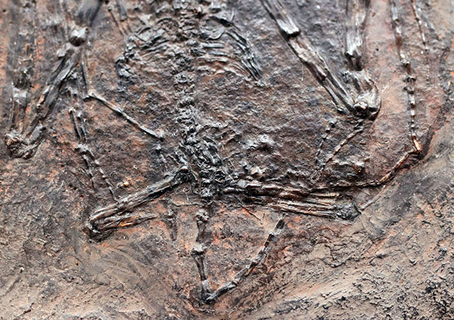 希少性S級！今や入手不可のオールドコレクション品。博物館級。約５０００万年前のドイツ・メッセルピット産コウモリ、パレオチロプテリクス（Palaeochiropteryx）の化石（その6）