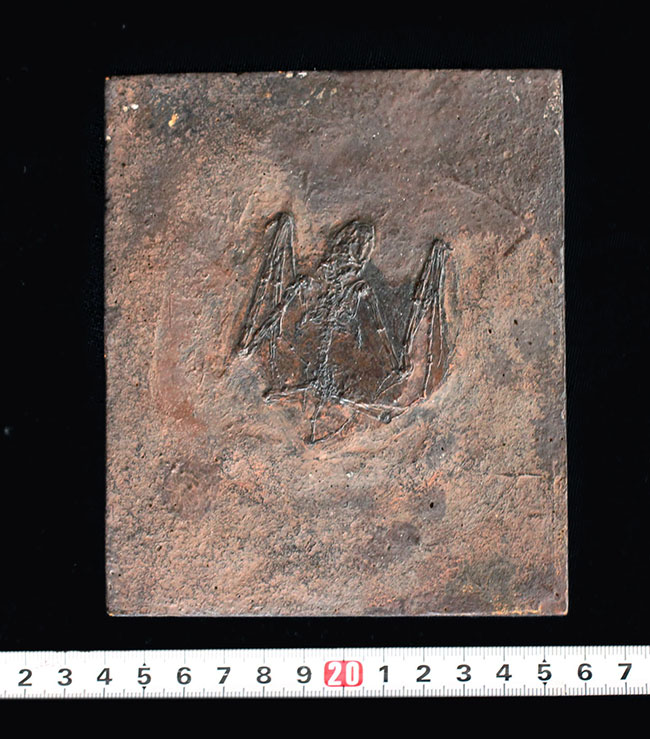 希少性S級！今や入手不可のオールドコレクション品。博物館級。約５０００万年前のドイツ・メッセルピット産コウモリ、パレオチロプテリクス（Palaeochiropteryx）の化石（その9）