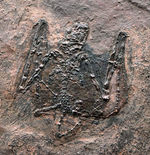 希少性S級！今や入手不可のオールドコレクション品。博物館級。約５０００万年前のドイツ・メッセルピット産コウモリ、パレオチロプテリクス（Palaeochiropteryx）の化石
