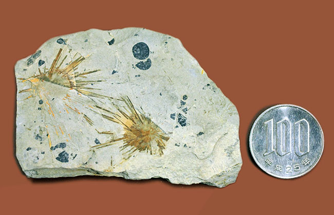 オルドビス紀の海綿動物と希少生物2体が同居した珍しい標本（Choia utahensis）（Acrothele subsidua）（その11）