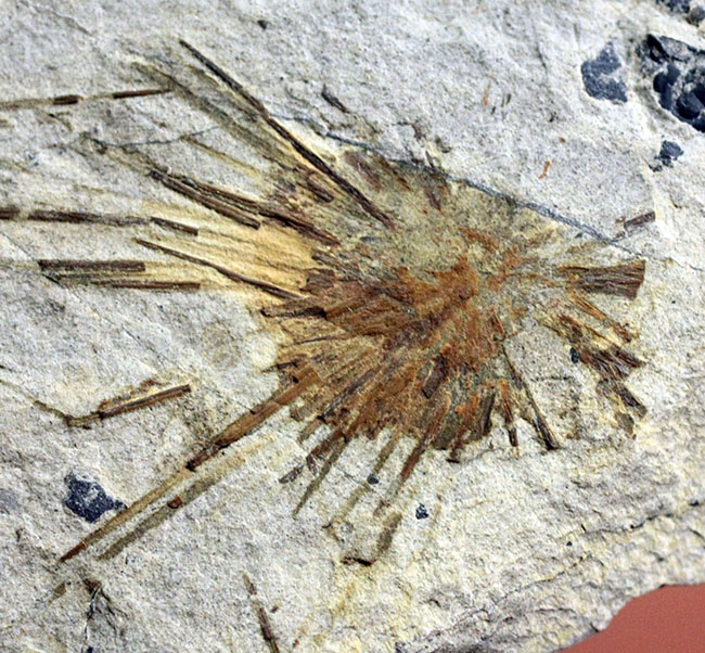 オルドビス紀の海綿動物と希少生物2体が同居した珍しい標本(Choia utahensis)(Acrothele subsidua)(その2)