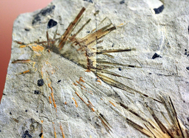 オルドビス紀の海綿動物と希少生物2体が同居した珍しい標本(Choia utahensis)(Acrothele subsidua)(その3)