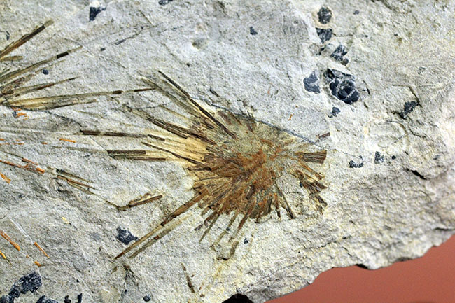 オルドビス紀の海綿動物と希少生物2体が同居した珍しい標本(Choia utahensis)(Acrothele subsidua)(その4)