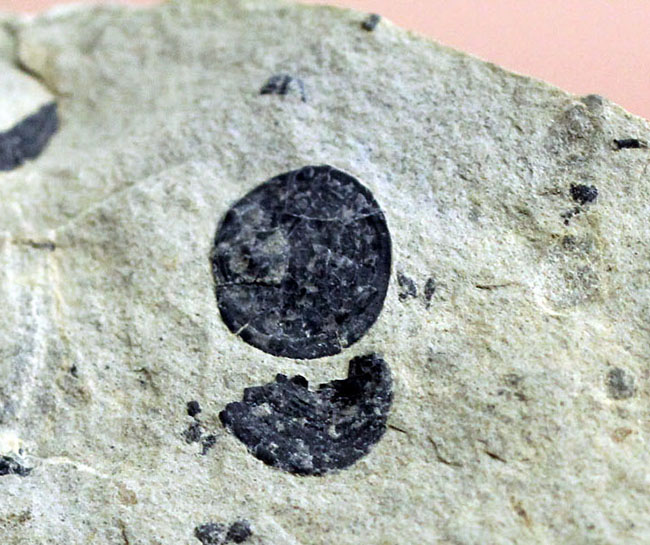オルドビス紀の海綿動物と希少生物2体が同居した珍しい標本(Choia utahensis)(Acrothele subsidua)(その5)