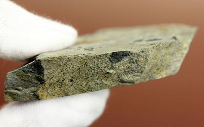 オルドビス紀の海綿動物と希少生物2体が同居した珍しい標本(Choia utahensis)(Acrothele subsidua)(その6)