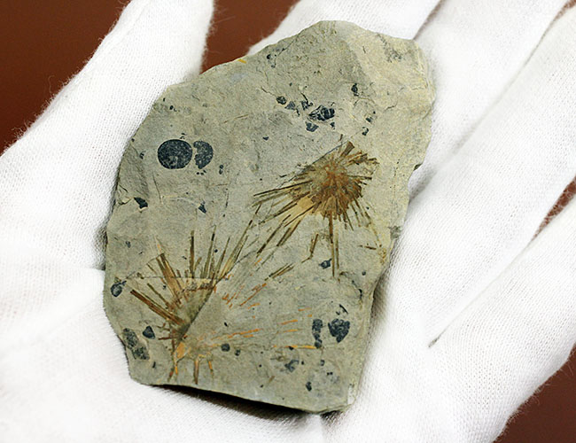 オルドビス紀の海綿動物と希少生物2体が同居した珍しい標本(Choia utahensis)(Acrothele subsidua)(その8)