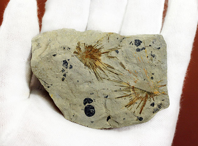 オルドビス紀の海綿動物と希少生物2体が同居した珍しい標本(Choia utahensis)(Acrothele subsidua)(その9)