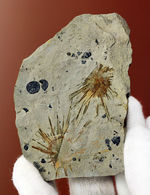 オルドビス紀の海綿動物と希少生物2体が同居した珍しい標本（Choia utahensis）（Acrothele subsidua）