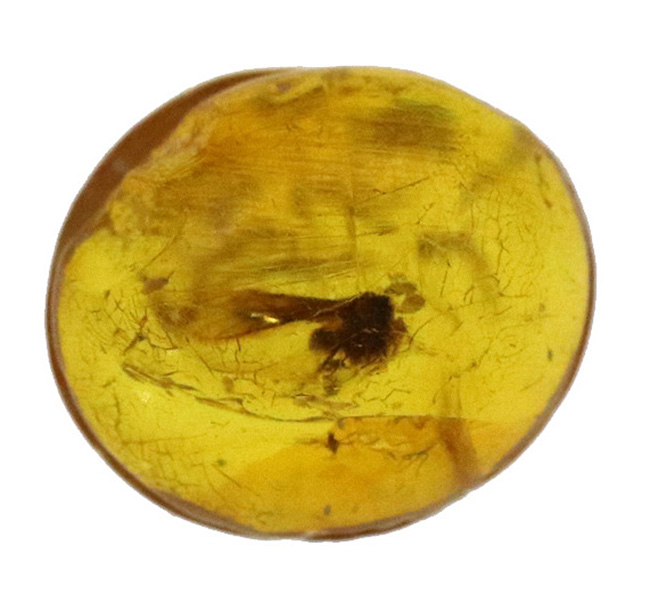 ジュラパ初代で話題をかっさらったドミニカ産の琥珀(Amber)。翅脈まで残された羽虫が内包!(その2)