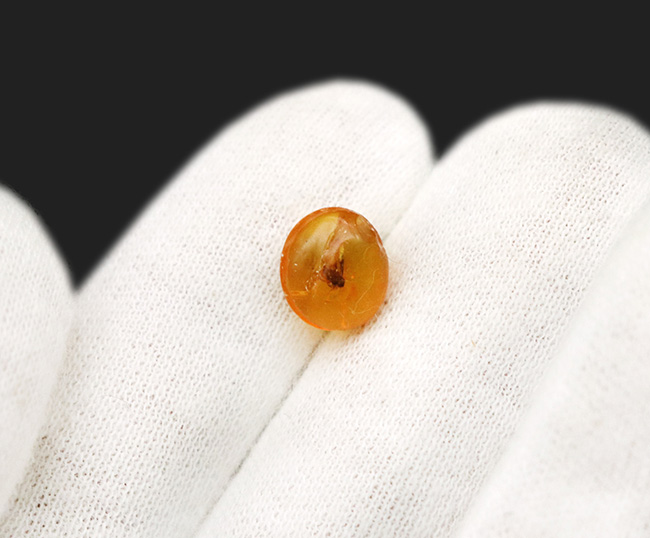 ジュラパ初代で話題をかっさらったドミニカ産の琥珀(Amber)。翅脈まで残された羽虫が内包!(その4)
