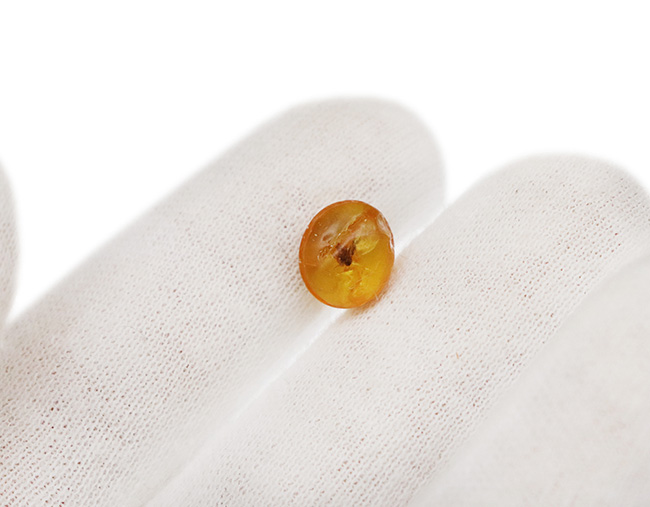 ジュラパ初代で話題をかっさらったドミニカ産の琥珀(Amber)。翅脈まで残された羽虫が内包!(その5)