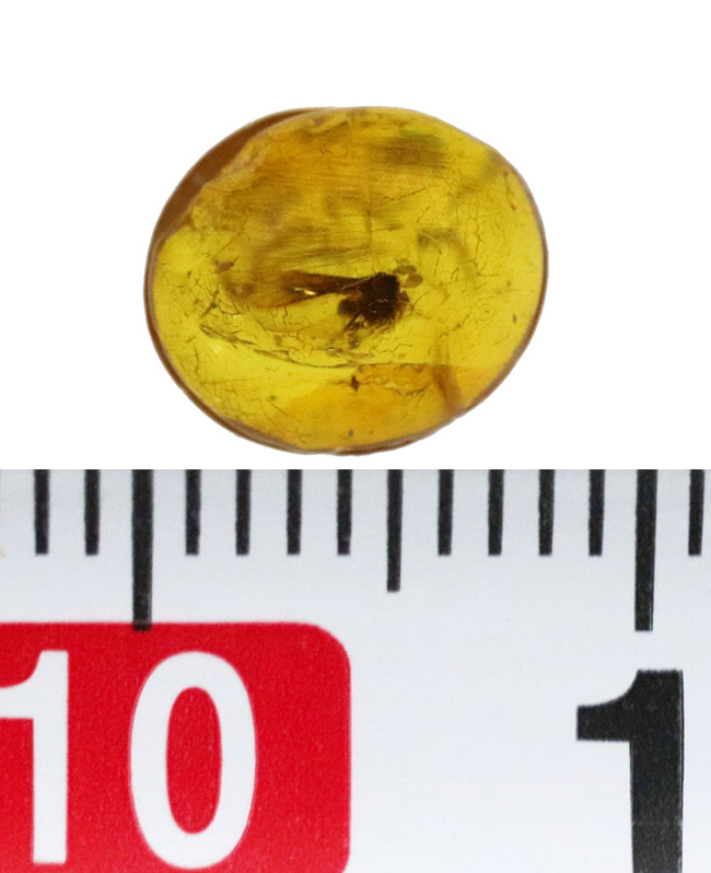 ジュラパ初代で話題をかっさらったドミニカ産の琥珀(Amber)。翅脈まで残された羽虫が内包!(その6)