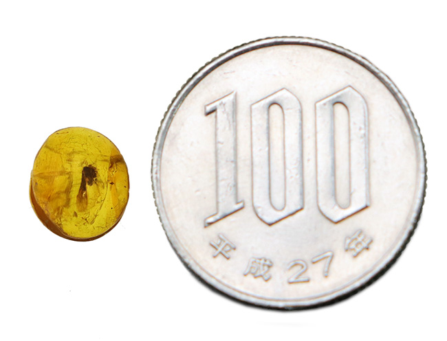 ジュラパ初代で話題をかっさらったドミニカ産の琥珀(Amber)。翅脈まで残された羽虫が内包!(その7)