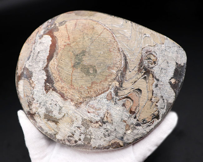 なんと直径最大部１６６ミリ！まさに特大！古生代デボン紀の頭足類、ゴニアタイト（Goniatite）の化石（その6）
