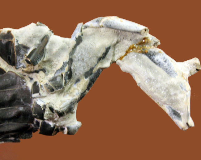リーズナブル価格にてご提供、特大かつディティールまで保存！立体的な新生代のカニ化石（その4）