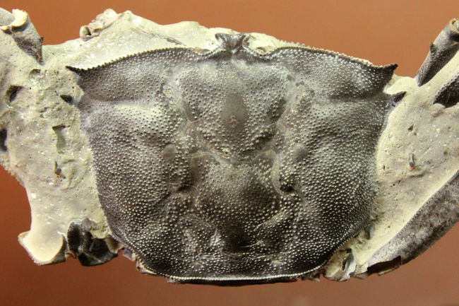 あゆちゃん　中国産カニ化石 カニの化石【Potamon sp.】【844 g】トルコ共和国産/蟹/エビ/魚 | 化石