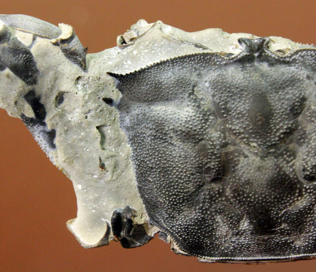 リーズナブル価格にてご提供、特大かつディティールまで保存！立体的な