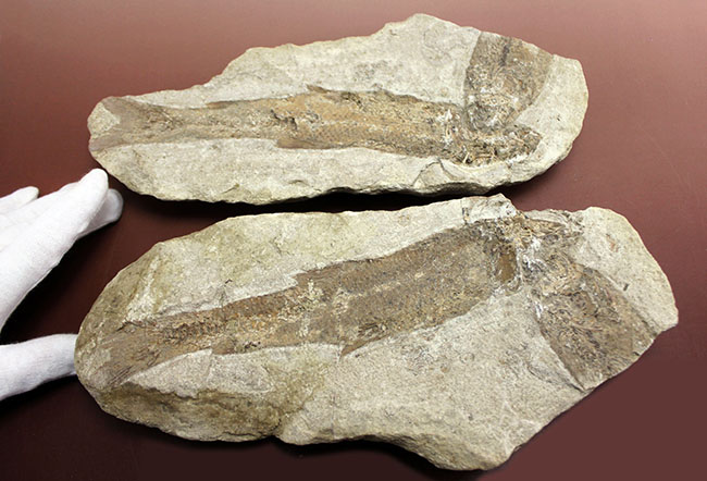 ブラジル産白亜紀の絶滅古代魚、タッリアス。２匹が同居したノジュール標本。（その1）