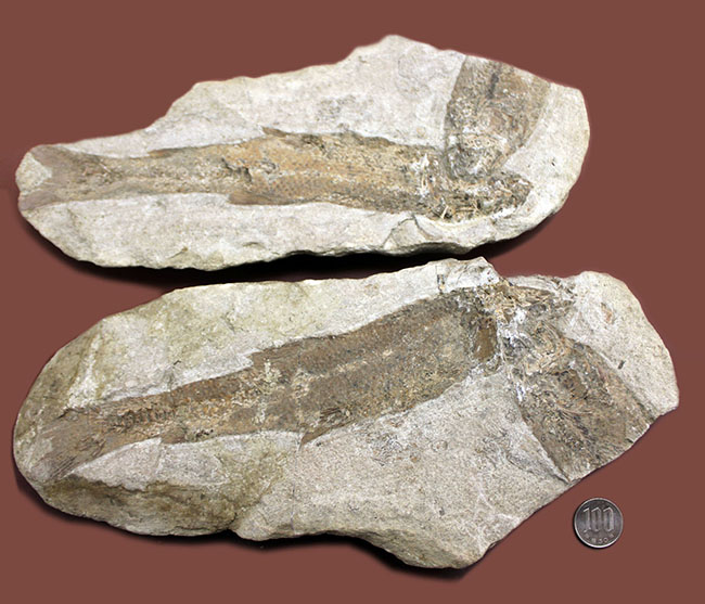 古代魚 タリアス 全身化石 ノジュール 白亜紀 ブラジル産 希少