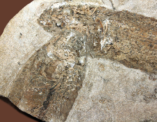 ブラジル産白亜紀の絶滅古代魚、タッリアス。２匹が同居したノジュール標本。 化石 販売