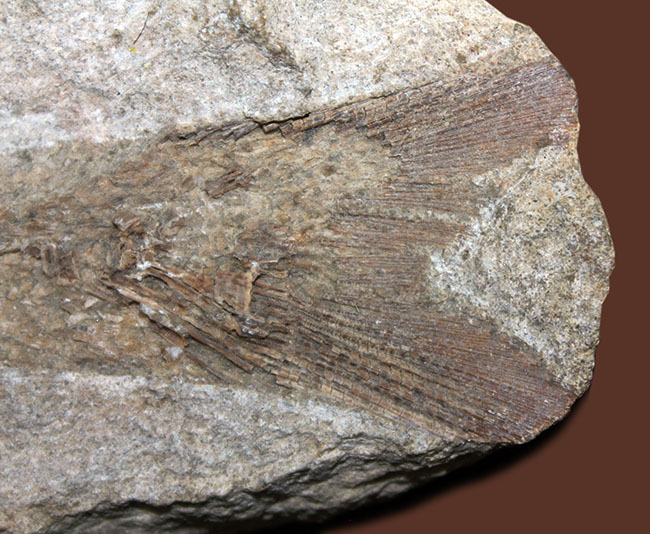 ブラジル産白亜紀の絶滅古代魚、タッリアス。2匹が同居したノジュール